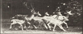 Plate 690 Fallow deer, buck and group of does, various movements — figure reference